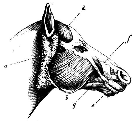 Fig. 21.--The Head of a Horse.
