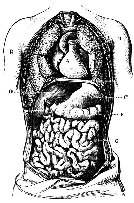 Fig. 22.--Section of Chest and Abdomen.
