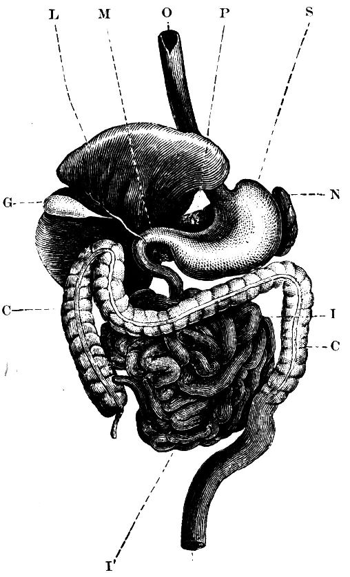 Fig. 23.--The Organs of Digestion.