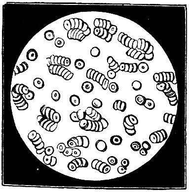 Fig 25.--The Blood Corpuscles.