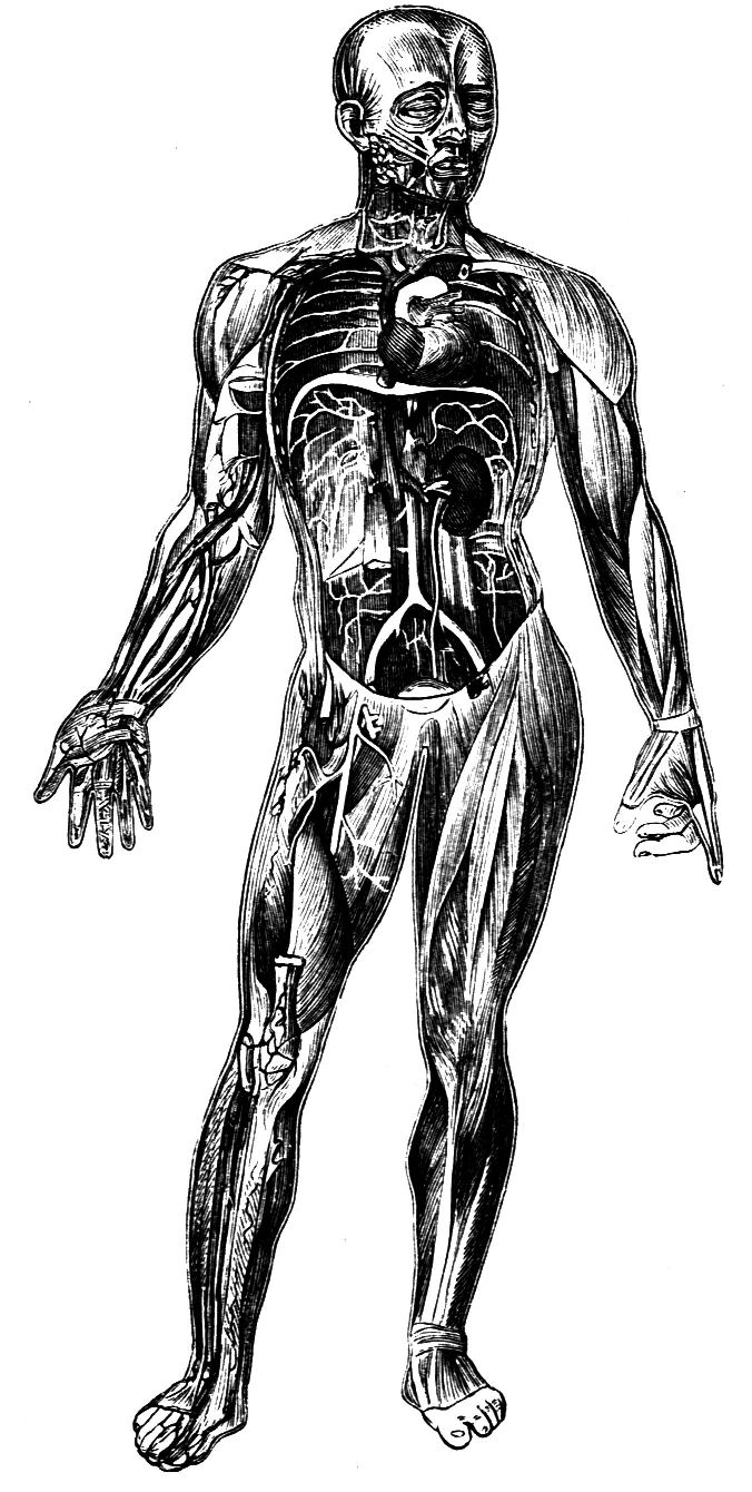 Fig. 27.--The Organs of Circulation.