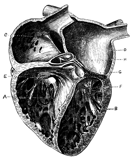 Fig. 29.--Section of the Heart.