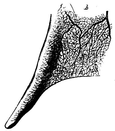 Fig. 32.--Web of a Frog's Foot.