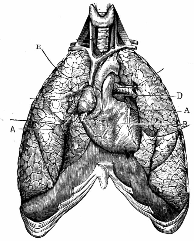 Fig. 34.--Organs of the Chest.