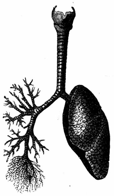 Fig. 35.--Larynx, Trachea, and Bronchial Tubes.