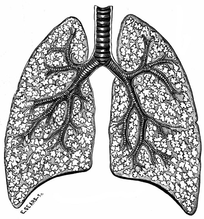 Fig. 37.--Section of the Lungs.