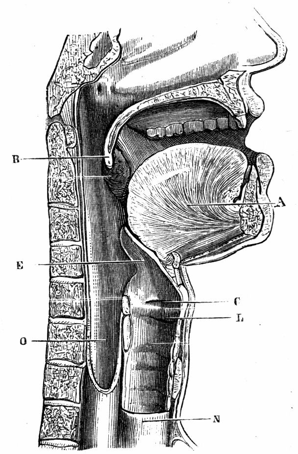 Fig. 38.--Section of Mouth and Throat.