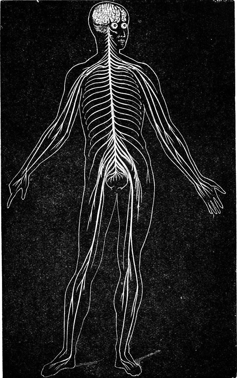 Fig. 40.--The Cerebro-Spinal System.