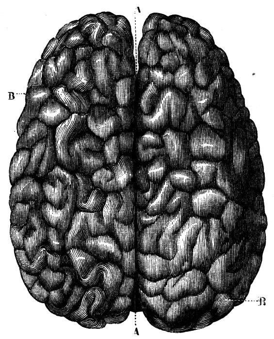Fig. 41.--Upper Surface of the Cerebrum.