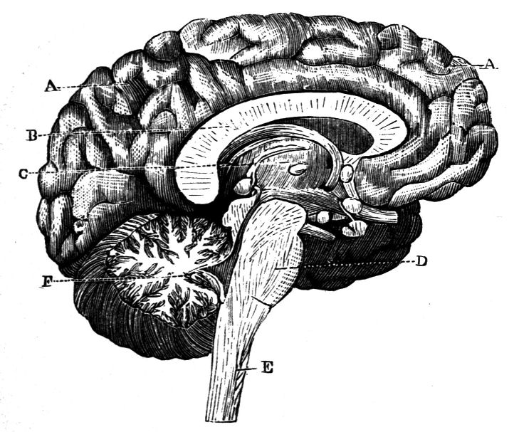 Fig. 42.--Vertical Section of the Brain.