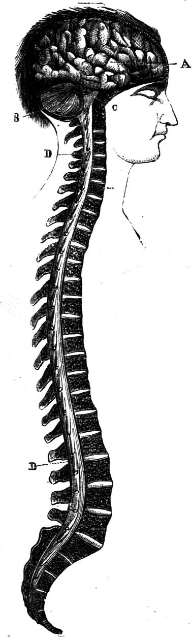 Fig. 44.--Brain and spinal cord.