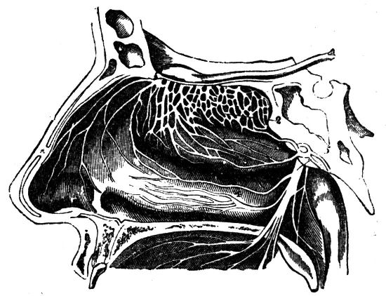 Fig. 46.--Section of the Right Nasal Cavity.