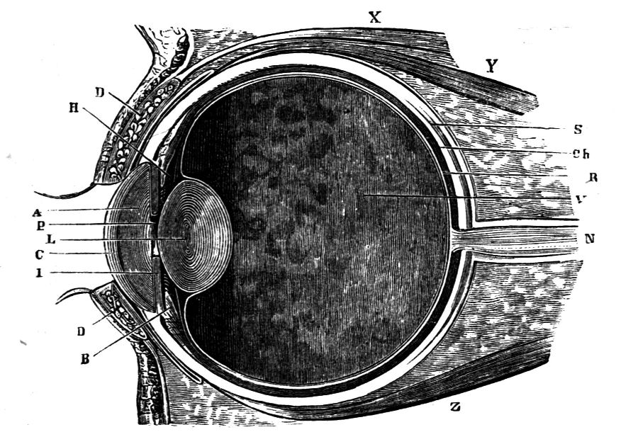 Fig. 48.--Vertical Section of the Eye.