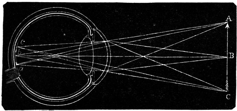 Fig. 50.--The Retinal Image.