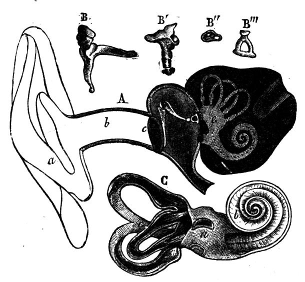 Fig. 53.--The Ear and its Different Parts.