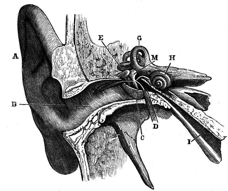 Fig. 54.--Section of the Right Ear.