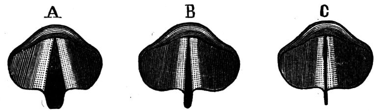 Fig. 57. The Different Positions of the Vocal Cords.