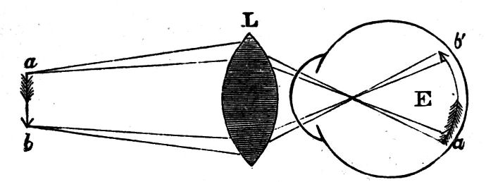 Fig. 58.--Simple Microscope.