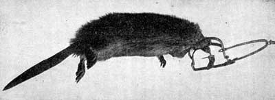 MUSKRAT CAUGHT IN A DOUBLE JAW.