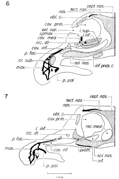 Transverse sections through olfactory capsule