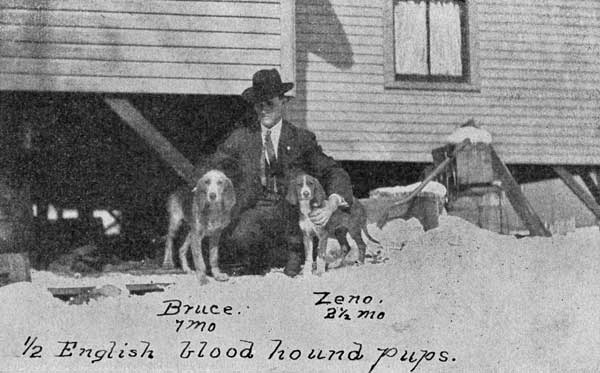 One-half English Bloodhound Pups.