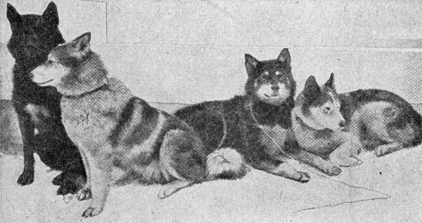 A Group of Typical Sledge Dogs.