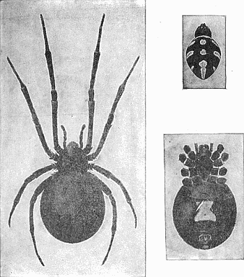 9. Latrodectus mactans; (a) female, x 3; (b) venter of female; (c) dorsum of male.
After Comstock.