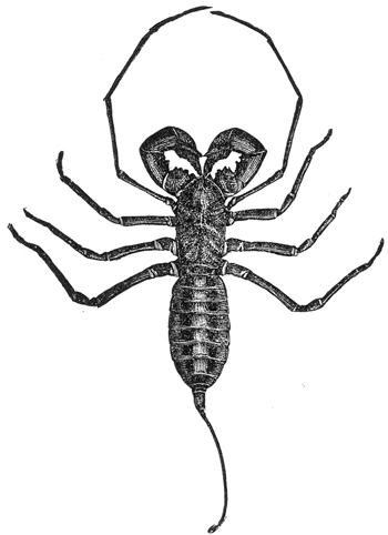 10. A whip-scorpion (Mastigoproctus giganteus).
Half natural size. After Comstock.