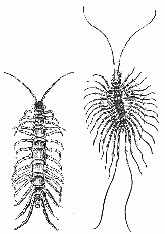 14. Two common centipedes.

(a) Lithobius forficatus.
After Comstock.

(b) Scutigera forceps. Natural
size; after Howard.