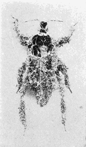 21. (a) Reduvius personatus,
nymph.
Photograph by M. V. S.