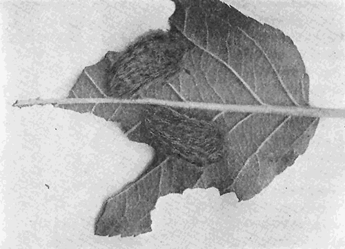 31. The flannel moth (Lagoa crispata). (a) Poisonous larva.