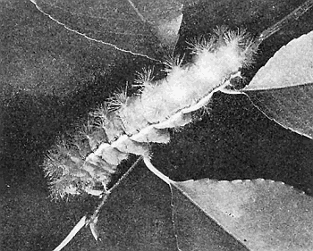33b. Io moth. Full grown larva. Photograph by M. V. S.