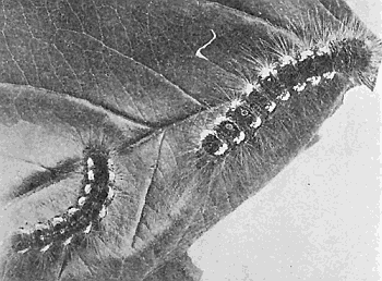 35. Larva of brown-tail moth. (Natural size). Photograph by M. V. S.