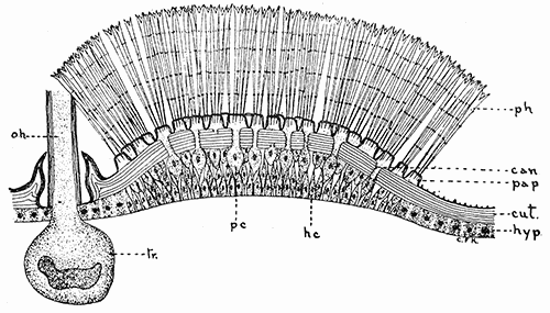 39. Epithelium underlying poison hairs of the larva of the
browntail moth. Drawing by Miss Kephart.