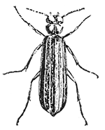 42a. Blister beetle.