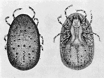 46. Argus persicus. Dorsal and ventral aspects. (×4). After Hassell.