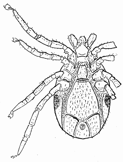 49. Ixodes ricinus; male, ventral aspect. After
Braun and Luehe.