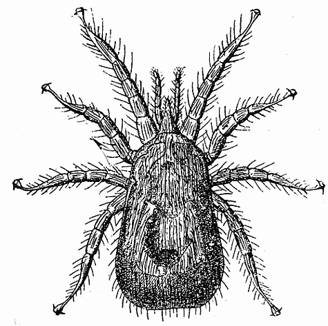 51. Dermanyssus gallinæ, female. After Delafond.