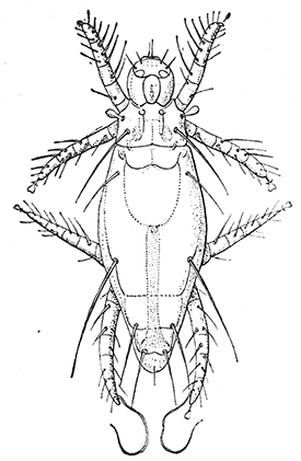52. Pediculoides ventricosus, female.
After Webster.