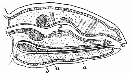 64. Pediculus showing the blind sac (b) containing the
mouth parts (a) beneath the alimentary canal
(p). After Pawlowsky.