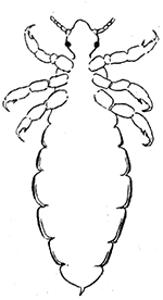 65. Pediculus humanus,
ventral aspect
of male. (×10)