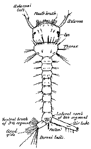 73. Culex larva showing details of external
structure.