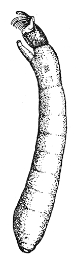 75. Larva of Simulium,
(×8).
After Garman.