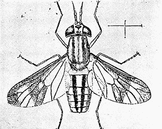 79. Chrysops univittatus, (×4). After Osborn.