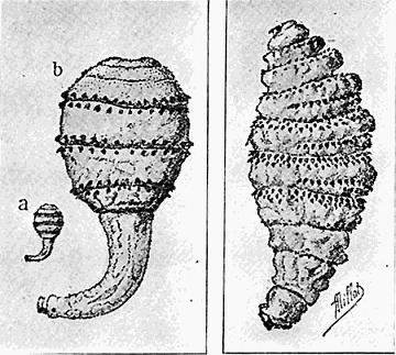 81. Larvæ of Dermatobia cyaniventris. After Blanchard.