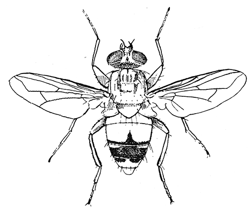 86. Auchmeromyia luteola (×4). After Graham-Smith.