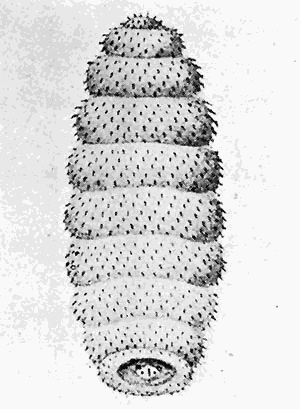 88. Larva of Cordylobia anthropophaga.
After Blanchard.