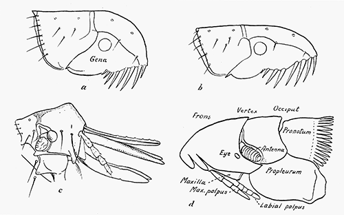 92. Head and pronotum of (a) dog flea; (b) of cat flea; (c) of hen flea. After Rothschild.
(d) Nycteridiphilus (Ischnopsyllus) hexactenus. After Oudemans.