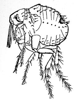 96. Echidnophaga gallinacea.