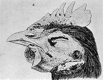 97. Echidnophaga gallinacea infesting head of chicken. After Enderlein.